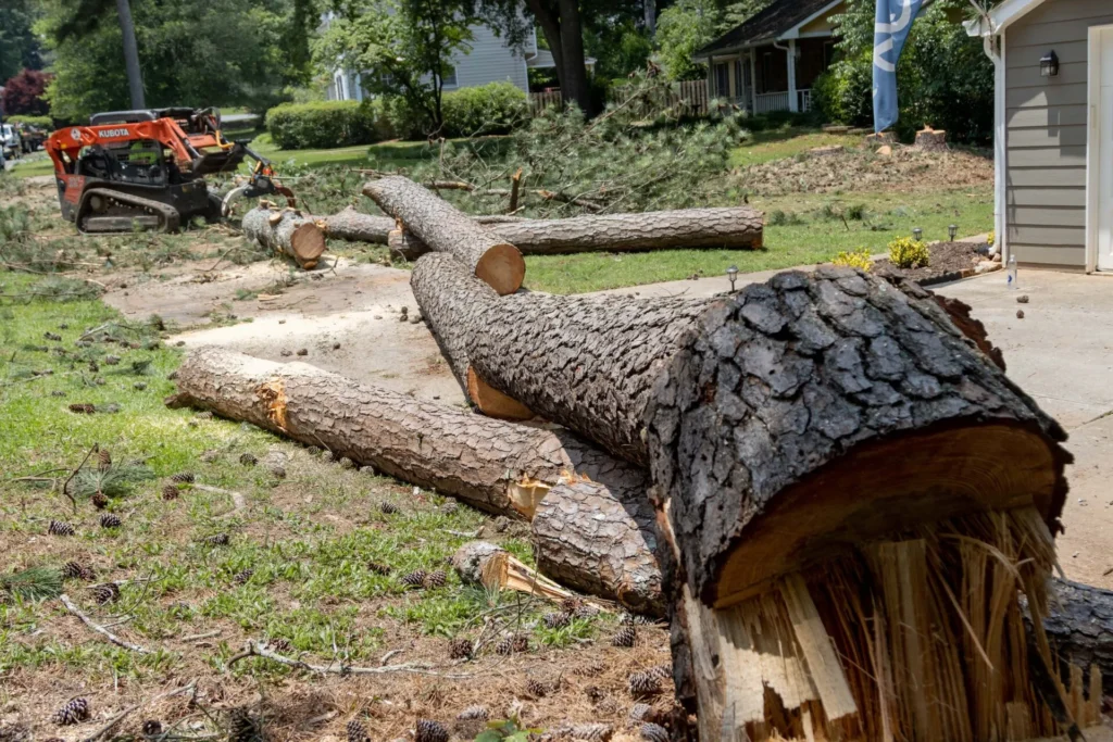 North Georgia Arbor Cutting up pine tree
